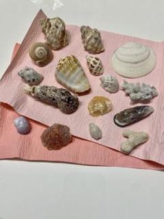 貝殻　珊瑚のかけら　海　工作パーツ　No.1 値下