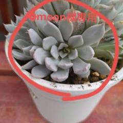 おらいさん苗 ザラゴーサSPノバ 希少 （多肉植物抜き苗ミックス
