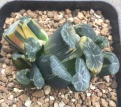 ☆☆万象＊飛鳥＊実生錦＊ハオルチア＊錦☆☆ 多肉植物：ハオルチア 万象錦*幅7.5cm 現品！一品限り : 遊恵