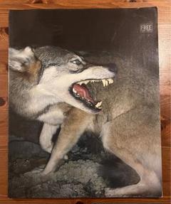 vice photo issue