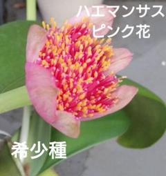 2025年最新】マユハケオモト ピンクの人気アイテム - メルカリ