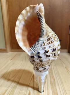 貝の楽器 赤い紐付き　ホラガイ 貝の楽器 赤い紐付き ホラガイ（法螺貝 ほら貝 ホラガイ