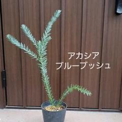 アカシアブルーブッシュ 鉢植え 観葉植物 オージープランツ ドライガーデン