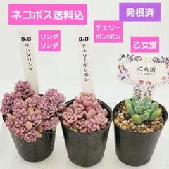 2025年最新】ファームパルクさん苗の人気アイテム - メルカリ