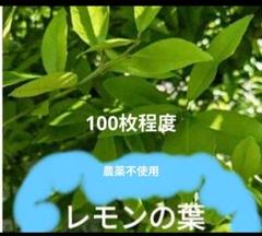 2025年最新】レモンの葉 アゲハの人気アイテム - メルカリ