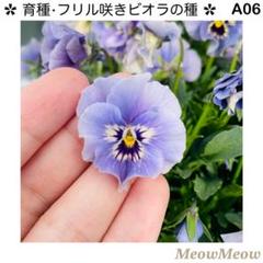専用‼︎フリルパンジー ⑳ ＊種子100粒 C15】MeowMeow交配・フリルパンジーの種（20粒）の通販 by