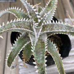 ブロメリア・エアープランツ Dyckia Tooth&Nail trackingcodeFMM Dyckia Tooth&Nail trackingcodeFMM - メルカリ
