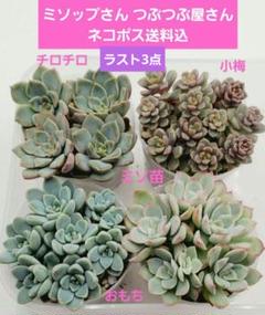 ミソップさん苗 2苗セット ※札付き - メルカリ