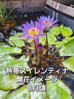 22年最新 熱帯スイレンの人気アイテム メルカリ