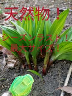 行者ニンニク の苗 アイヌネギ