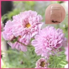 ✿ 華やかで人気 春まき コスモスダブルクリックローズボンボン 花の種10粒