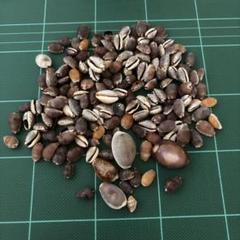貝殻　小さい貝殻　工作　ハンドメイド