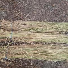天日干し稲藁（長さ約80cm）3kg13束　無肥料　農薬、除草剤不使用　天日干しのサムネイル