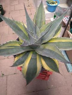 オバティフォリア　オルカ　未発根 オバティフォリア オルカ未発根苗の発根させる方法‼＃agave