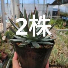 アガベ 懐かしき 姫青蓮 極上株 バーントバーガンディ