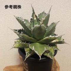 【hide】小雨新白鯨+シャークソード 鉢ごと発送 ネームタグ付 2025年最新】小雨新白鯨の人気アイテム - メルカリ