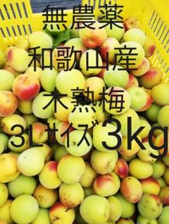 【木熟梅3kg 3Lサイズ】無農薬 和歌山産 南高梅