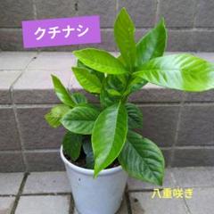 八重咲きクチナシな駅 特大株 抜き苗発送 八重咲きクチナシな駅 特大株 抜き苗発送 - メルカリ