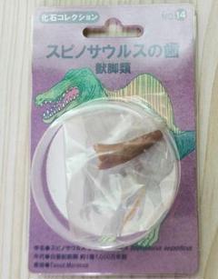 モロッコ産ワニの化石歯 - 本物の先史時代の標本 モロッコ産ワニの化石歯 - 本物の先史時代の標本 - メルカリ