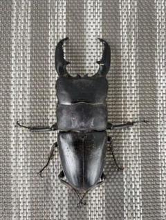成虫 標本 大型パラワンオオヒラタクワガタ 昆虫標本 カブトムシ パラワン標本