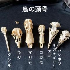 鳥の頭骨 6種　骨格標本 鳥の頭骨 6種 骨格標本 - メルカリ