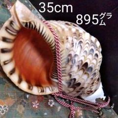 ホラガイ 法螺貝 ホラ貝 ほら貝 縁起物 山伏 修験道 和楽器 魔除け