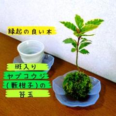 【縁起の良い木】斑入りヤブコウジ(藪柑子)の苔玉 インテリアボタニカルのサムネイル