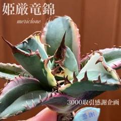 速達【3000取引感謝企画】②サイズ大　アガベ　姫厳竜錦　覆輪斑　TC オークション【3000取引感謝企画】サイズ大 アガベ 姫厳竜錦