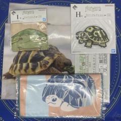 一番くじ 爬虫類＆両生類　カメセット