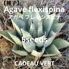 アガベ フレキシスピナ☆Agave flexispina種子5粒プラス1粒