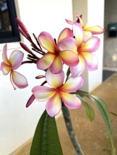 プルメリア挿し木苗：ホワイトイエロー4号ポット の通販 | 園芸