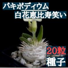 種子20粒 塊根植物 パキポディウム 白花恵比寿笑い