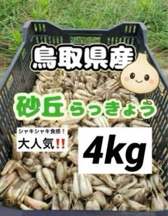 鳥取県産 農薬不使用 砂丘らっきょう 〘 27日発送〙 鳥取県産 砂丘 らっきょう 5kg 農薬不使用 - メルカリ
