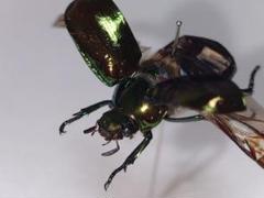 昆虫標本　ウグイスコガネ 06141 ベイエリウグイスコガネ - メルカリ