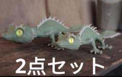 2025年最新】オズワート ozwrtの人気アイテム - メルカリ