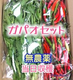 野菜詰め合わせ【ガパオ、プリッキーヌ4種】☆無農薬☆新鮮☆ กะเพรา、พริก