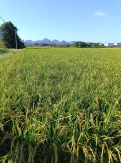 九州大分県産 別府さん家の新米♪予約受付中!! - メルカリ