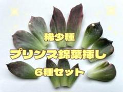 多肉植物 ブラックプリンス錦㉙ - メルカリ
