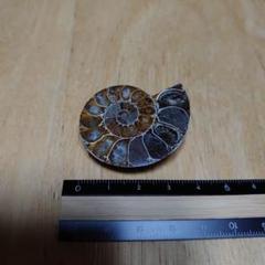 アンモナイト化石 ハーフカット
