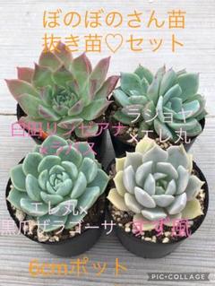 中里リンゼアナ×チワワエンシス札付きポットごとメルカリ便TYさん苗 リンゼアナ×中里リンゼアナ 札付きポットごとメルカリ便TYさん苗