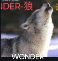 WOLF TALK 数頭一斉-遠吠え