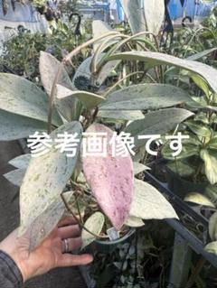 ホヤ プビカリクス シルバーゴースト 【現品・鉢付・タグ付