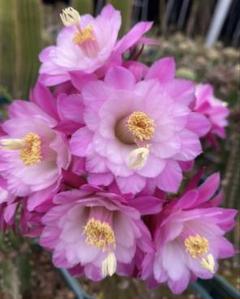 多肉植物　花サボテン　金紐シリーズ otto カキコ 多肉植物 花サボテン 金紐シリーズ otto カキコ