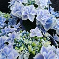 22年最新 紫陽花 苗 銀河の人気アイテム メルカリ