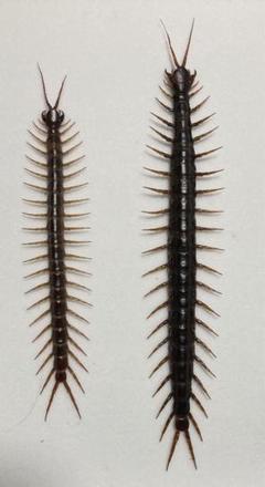 特大ナンベイオオムカデ ペア Scolopendra dehaani 特大ナンベイオオムカデ ペア Scolopendra dehaani