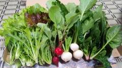 新鮮!旬のサラダセット 無農薬・無化学肥料栽培