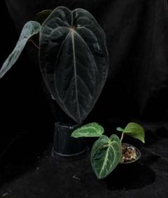 2025年最新】anthurium aceの人気アイテム - メルカリ