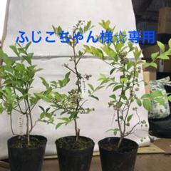 ブルーベリー苗木☆RBセットR003