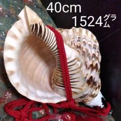 法螺貝 ホラ貝 ホラガイ ほら貝 和楽器 縁起物 修験道 山伏 密教 魔除け