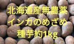 2025年最新】インカのめざめ 種芋の人気アイテム - メルカリ